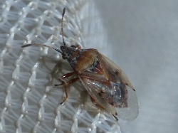 Kleidocerys resedae